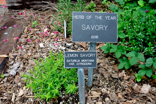 Herb of the Year: Lemon Savory